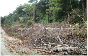 Pohon Karet