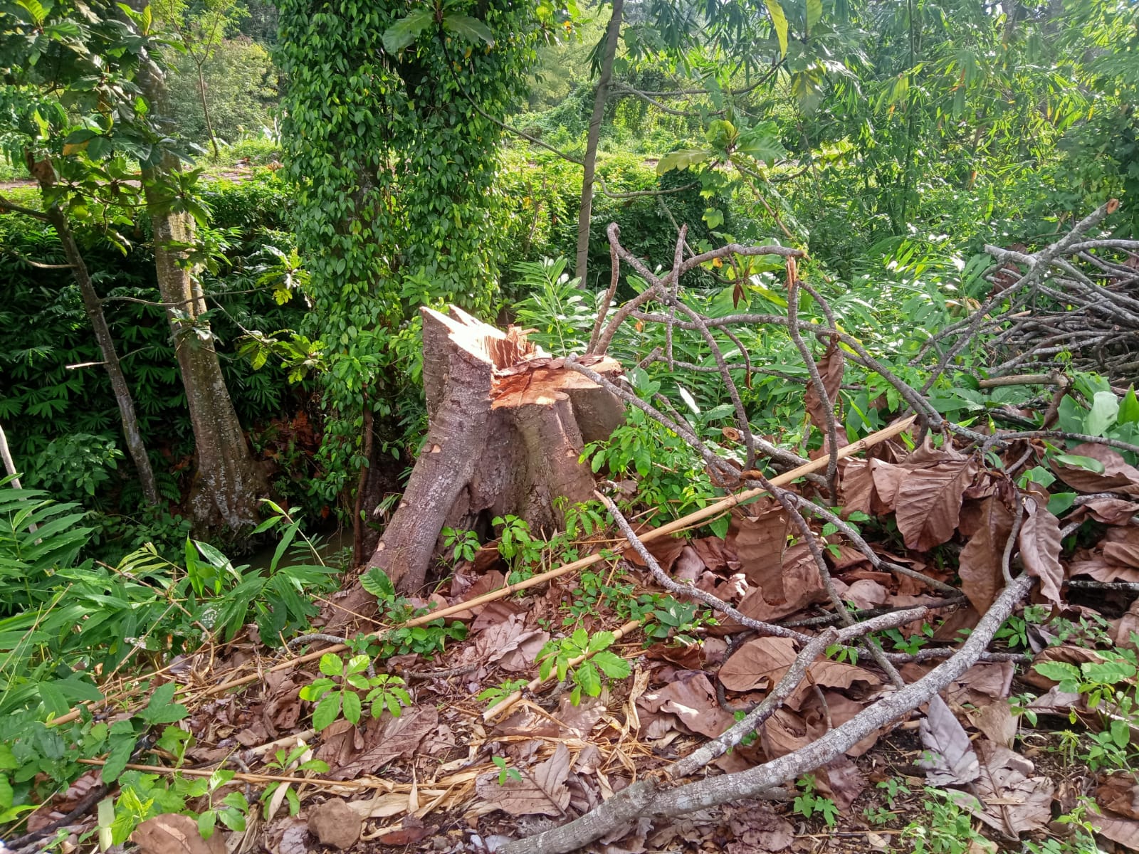 Viral di Media Daring, Korsda Srono Ungkap Soal Penebangan Pohon Bendo ‘Diketahui’ Sekdin Pengairan Banyuwangi