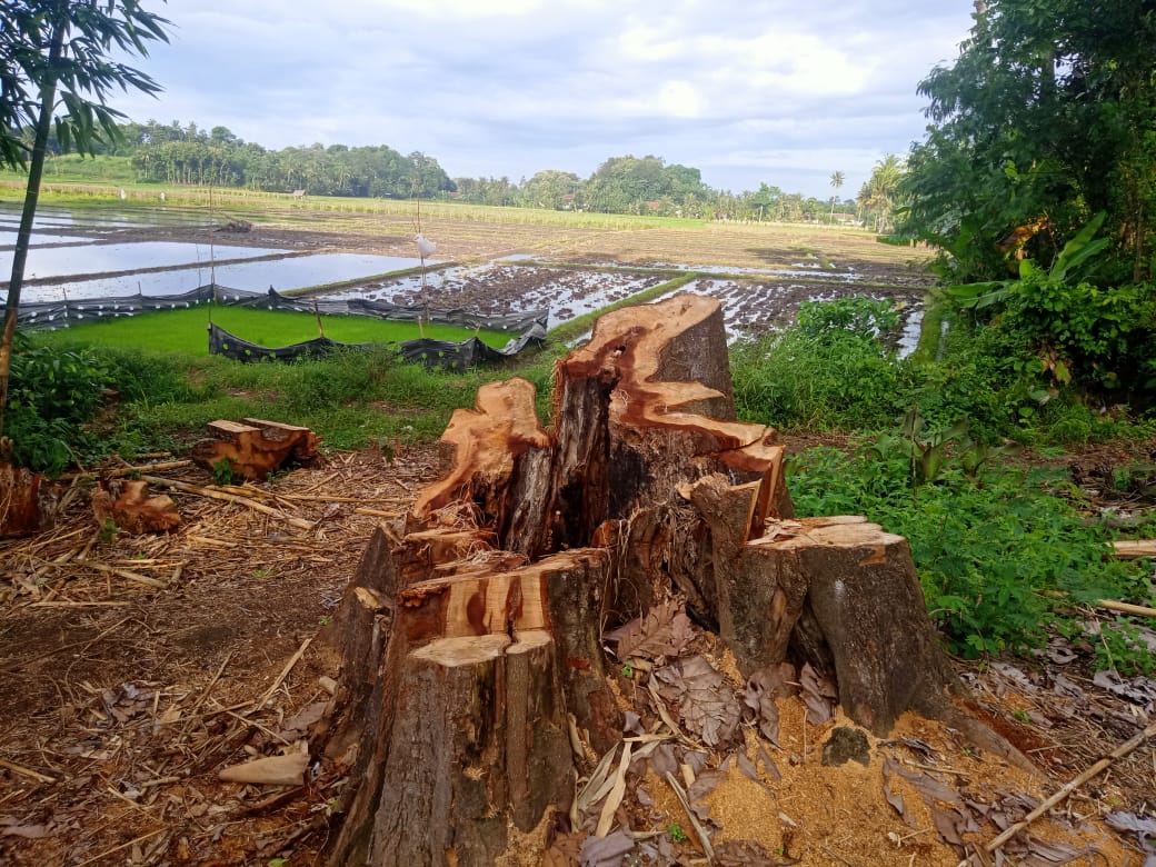 Penebangan Pohon Sempadan Sungai Dam Gembleng, Diduga Konsfirasi Korsda Srono