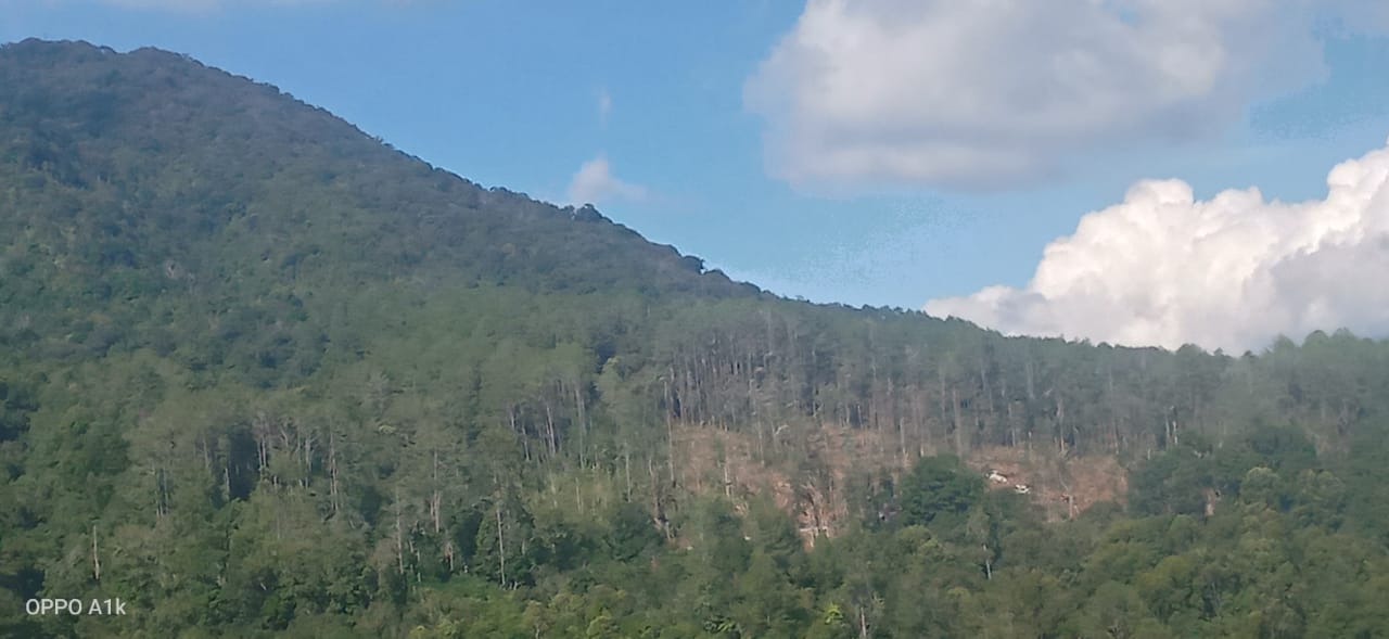 Penebangan Hutan Marak, Belasan Hektar Kaki Gunung Dolok Martimbang Gundul