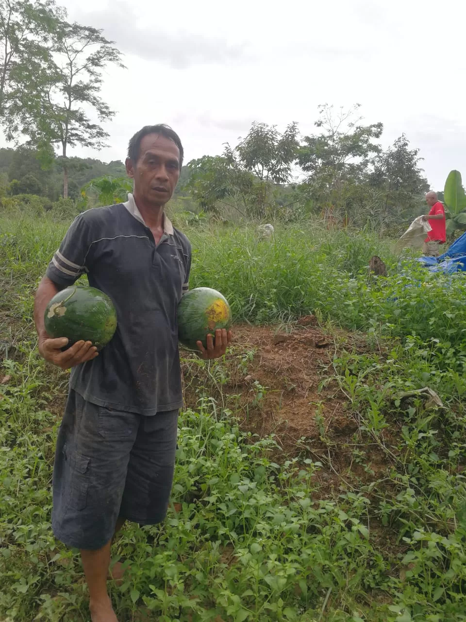Hasil Panen  Semangka Desa Berindat Singkep Pesisir  Hasilnya Memuaskan