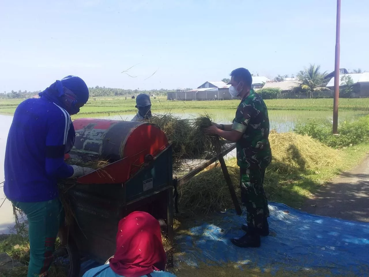 Babinsa Bantu Panen Padi Di Wilayah Desa Binaan