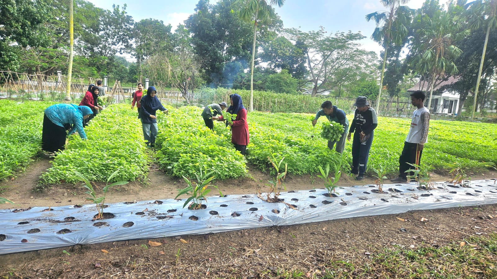 TP PKK Babel Bagikan Sayur ke Lansia & Panti Asuhan