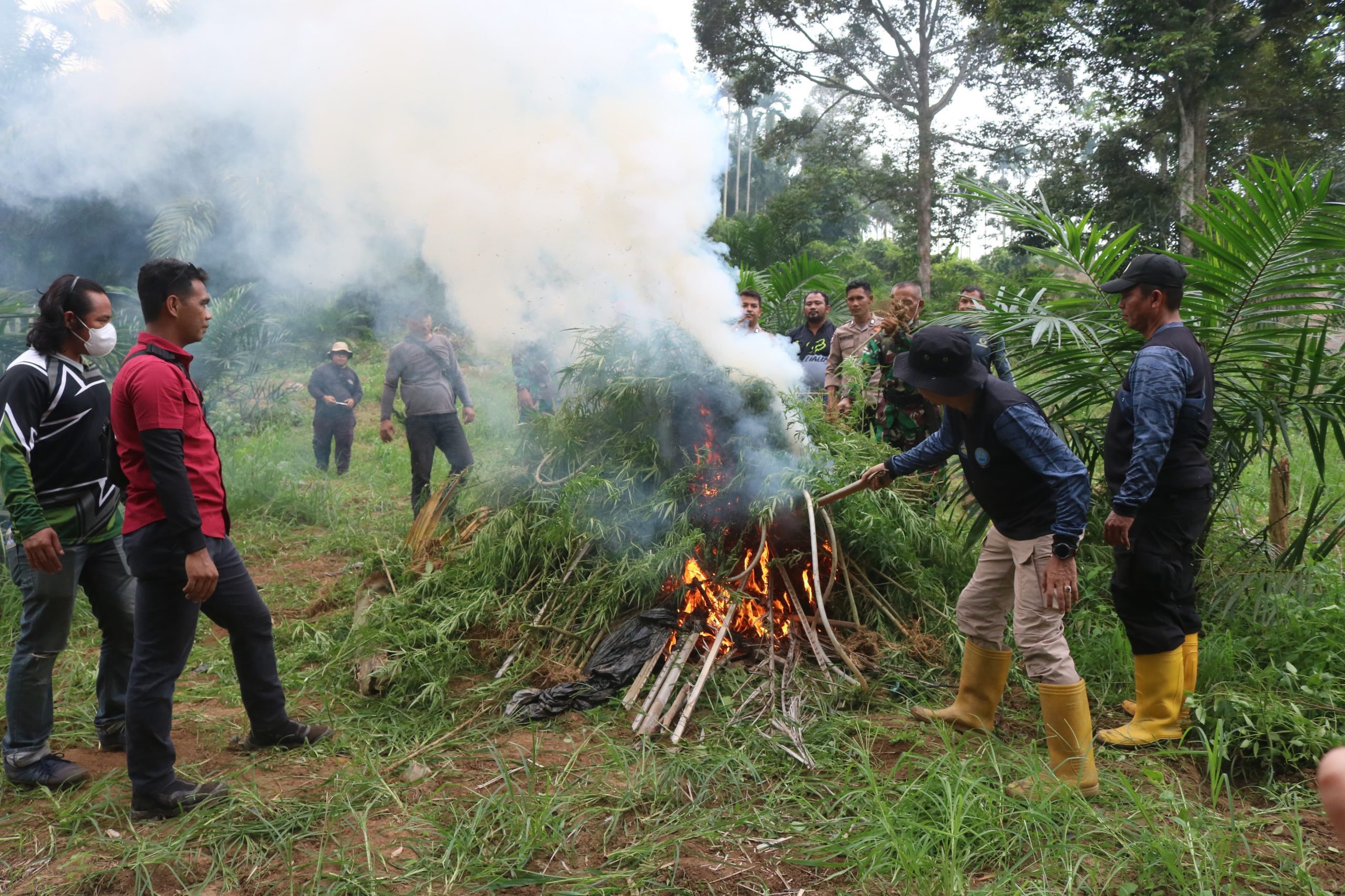 TNI Korem 011/Lilawangsa Musnahkan 4 Hektar Ladang Ganja di Aceh Utara