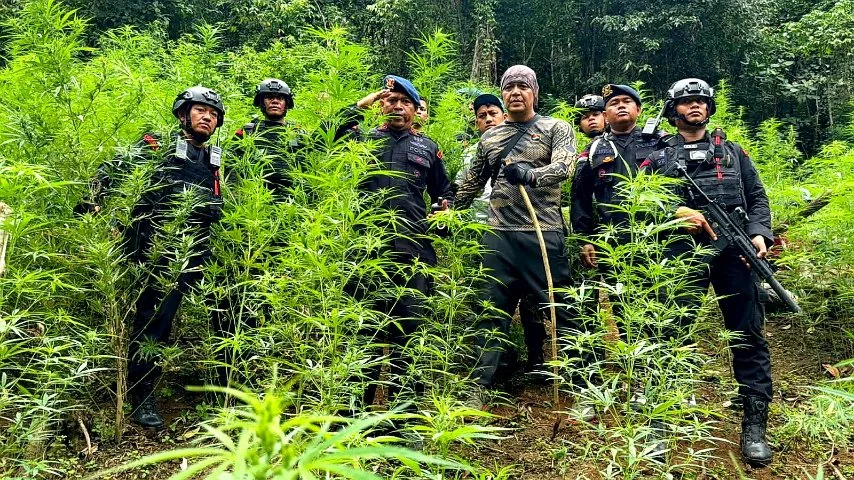 Personel Brimob Polda Sumut dari Batalyon C Pelopor berdiri di tengah ladang ganja saat operasi pemusnahan di Tor Sihite, Mandailing Natal.