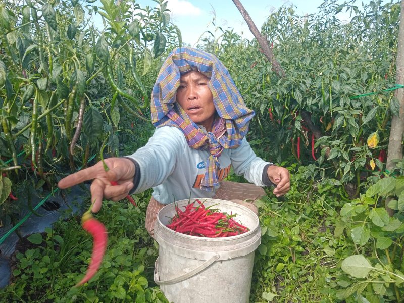 Harga Ambruk, Petani Cabai di Humbahas Terpuruk