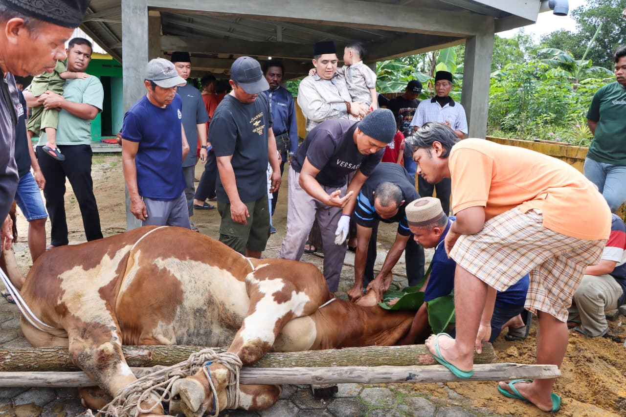 Bupati Bintan Serahkan Sapi Kurban Kemasyarakatan Presiden Prabowo, Perkuat Semangat Berbagi di Hari Raya Idul Adha